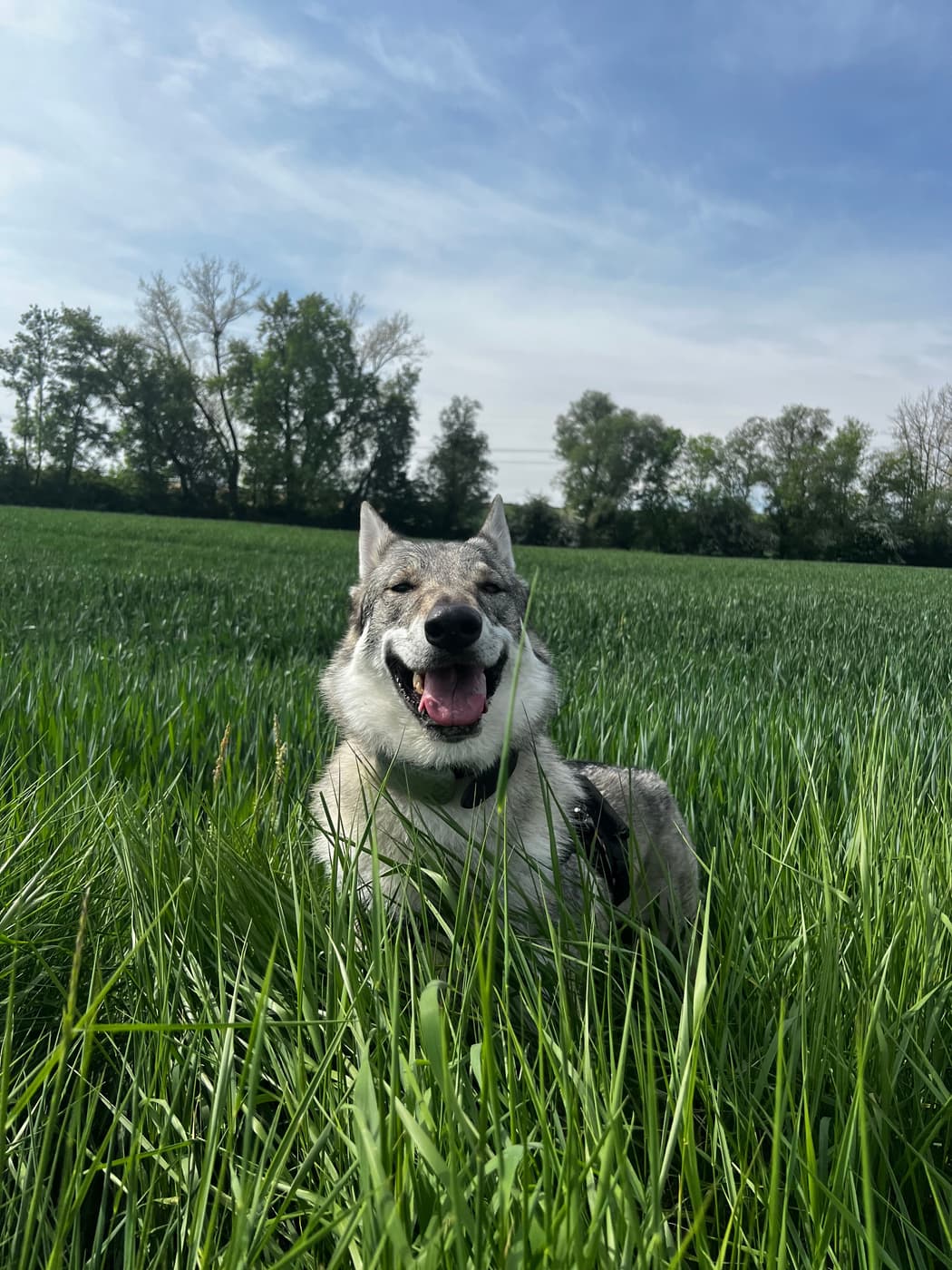 Chien en promenade