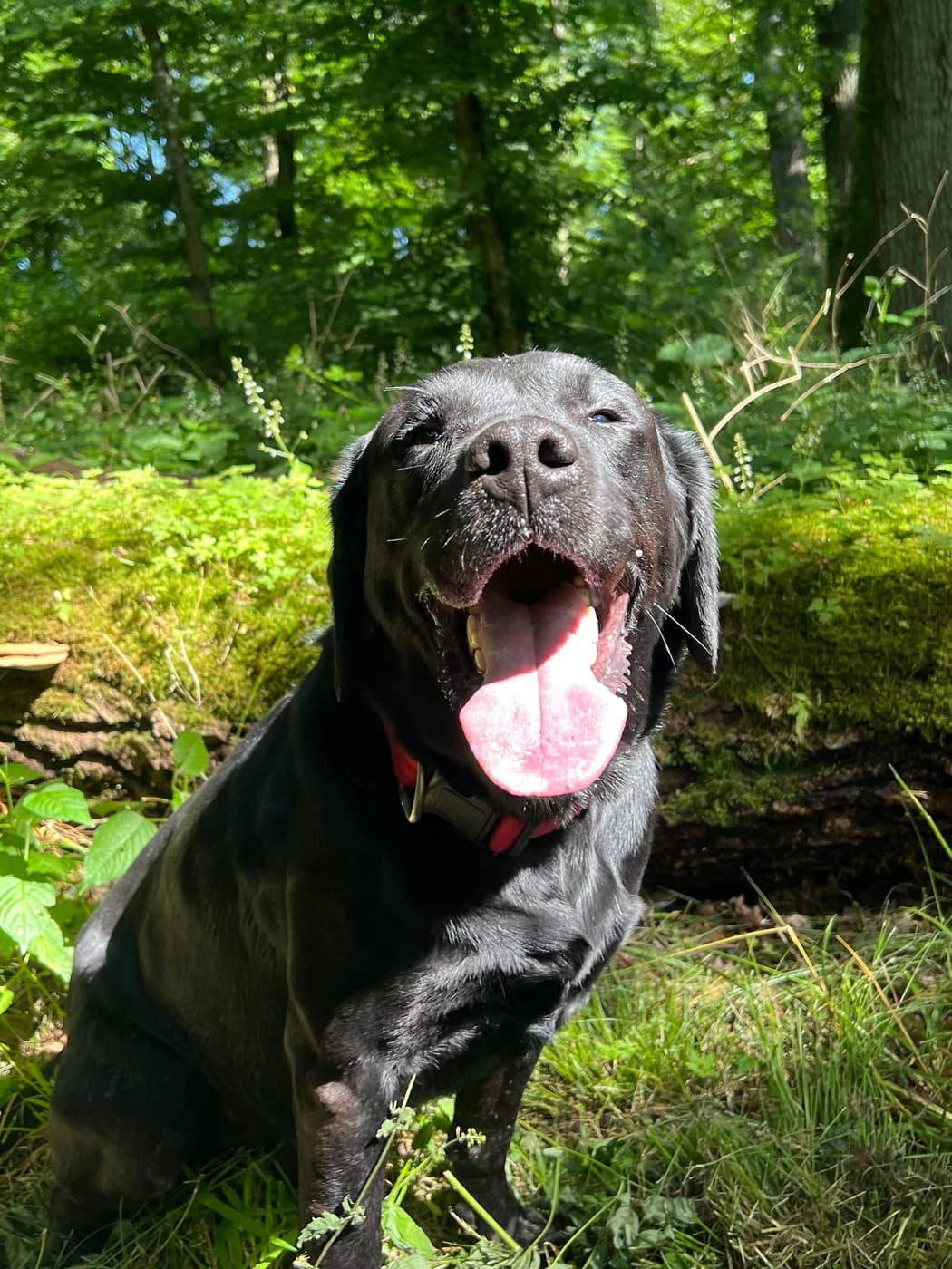 Chien à la garderie